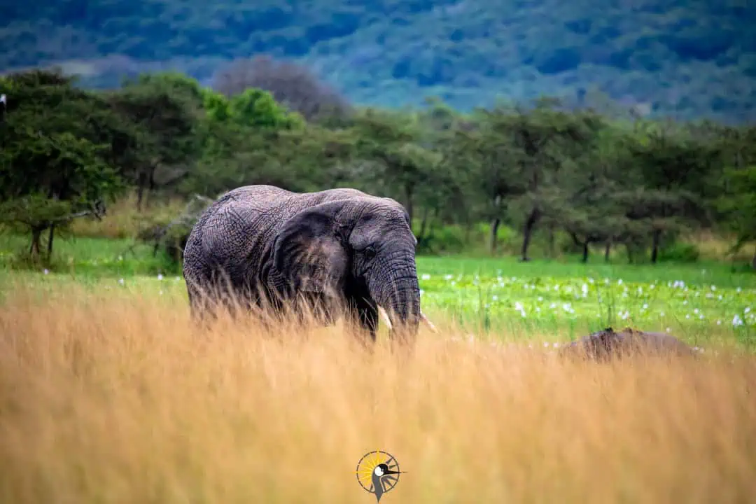 elephant - Akagera